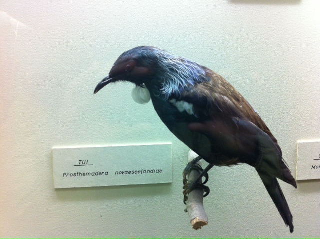  4 February 2011 à 15h57 - Le Tui, oiseau endémique et  intelligent, on l'entend souvent, il est capable d'imiter les sons humains.